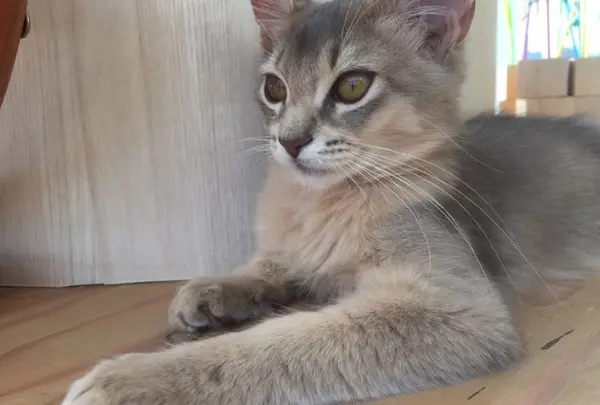 猫カフェ MoCHA（モカ）渋谷店