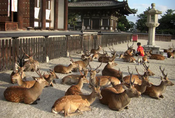 奈良公園