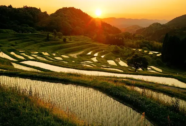 大山千枚田