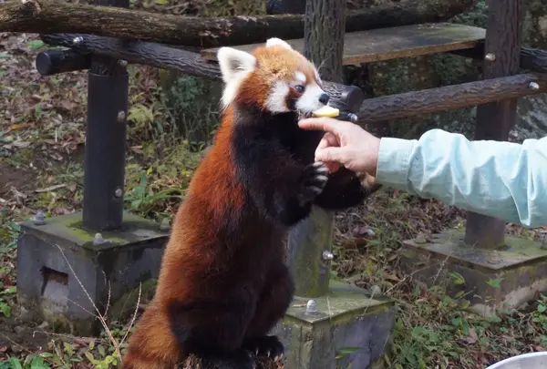 千葉市動物公園