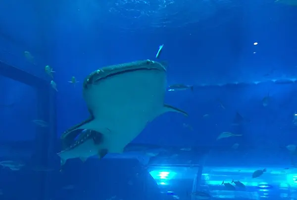 沖縄美ら海水族館