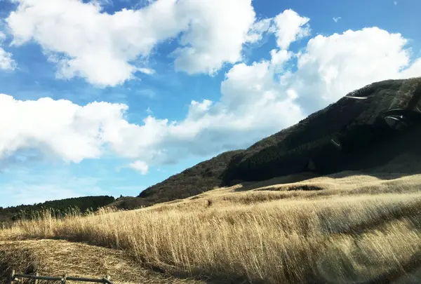 仙石原湿原植物群落