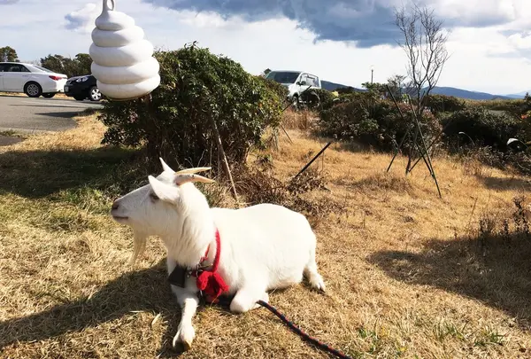 芦ノ湖スカイライン