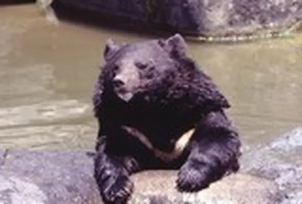 奥飛騨クマ牧場