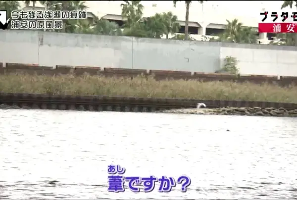 葦