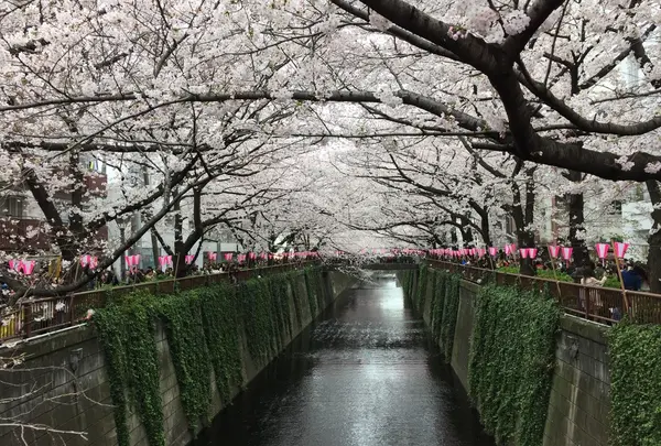 目黒川