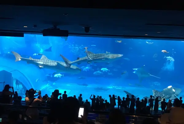沖縄美ら海水族館