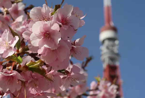 芝東照宮の写真・動画_image_216830