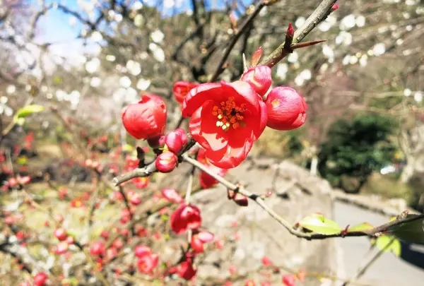 熱海梅園