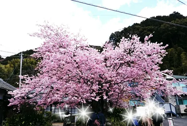 河津桜の原木