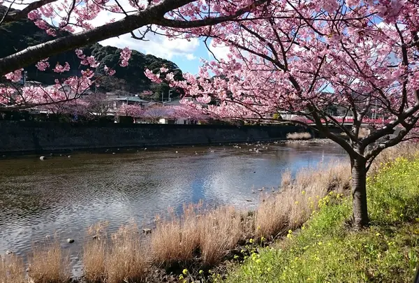 河津川