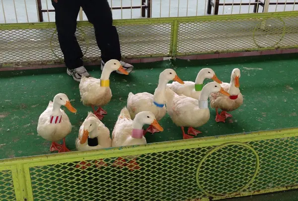 ラクテンチ