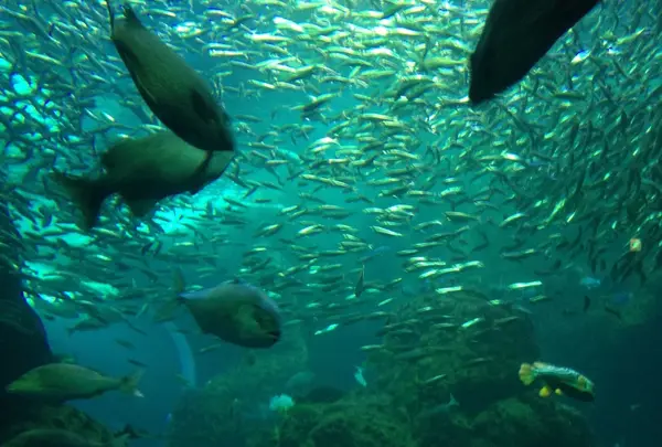 新江ノ島水族館