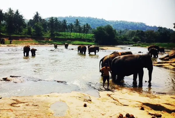 Pinnawala Elephant Orphanage