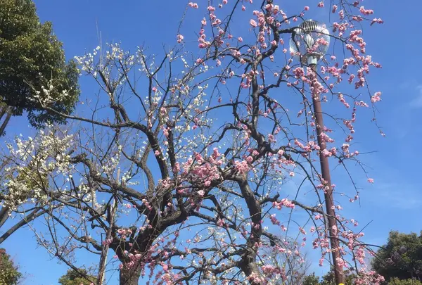羽根木公園の写真・動画_image_219714