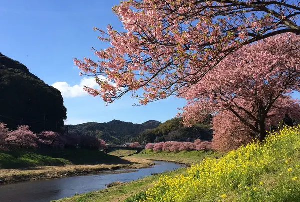 みなみの桜と菜の花街道の写真・動画_image_219788