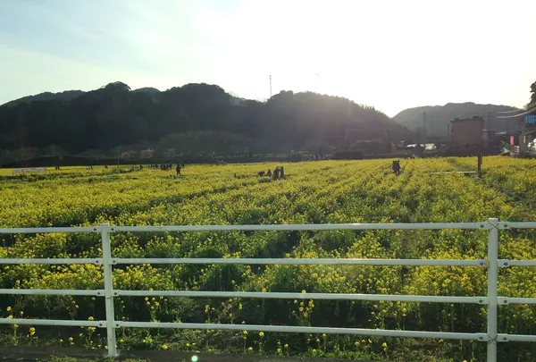 日野の菜の花畑の写真・動画_image_219792