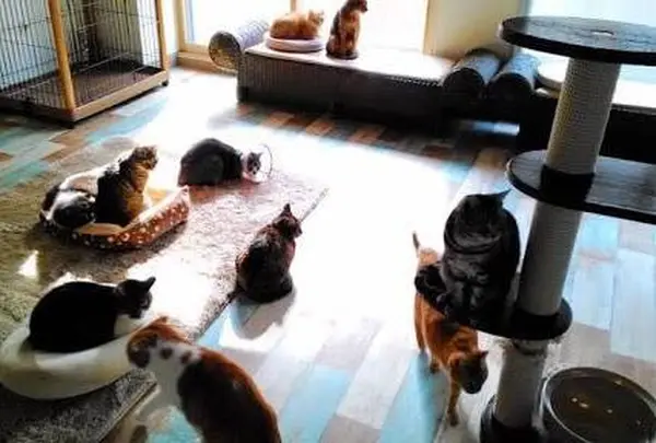 らぶねこの写真・動画_image_220818