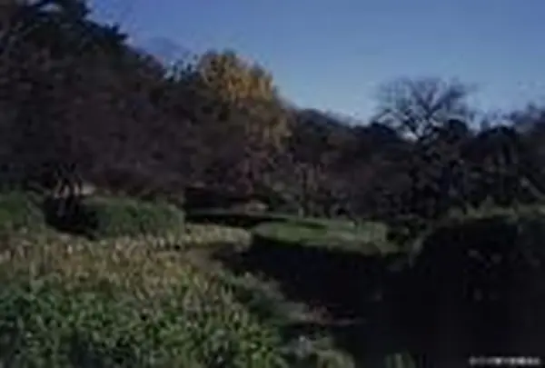 小石川植物園