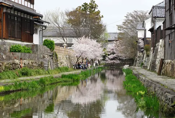 近江八幡水郷めぐり