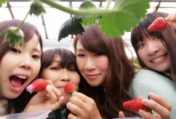 ホヤノいちご園の写真・動画_image_221199
