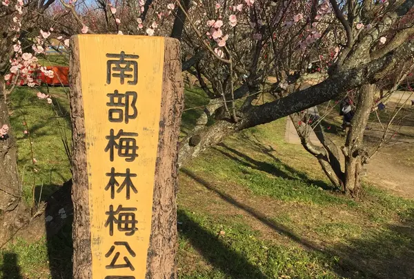 南部梅林の写真・動画_image_221371