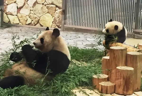 アドベンチャーワールド