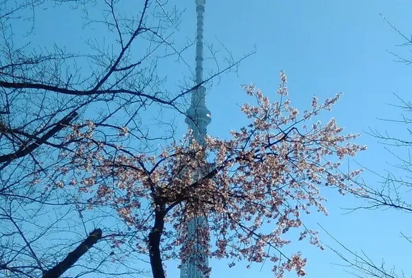 隅田公園の写真・動画_image_221752