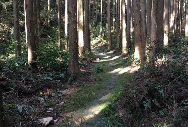 曼荼羅のみち 〔熊野古道〕の写真・動画_image_223137
