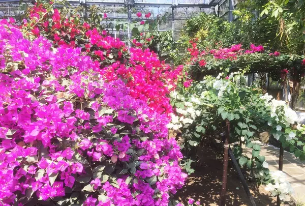八丈植物公園