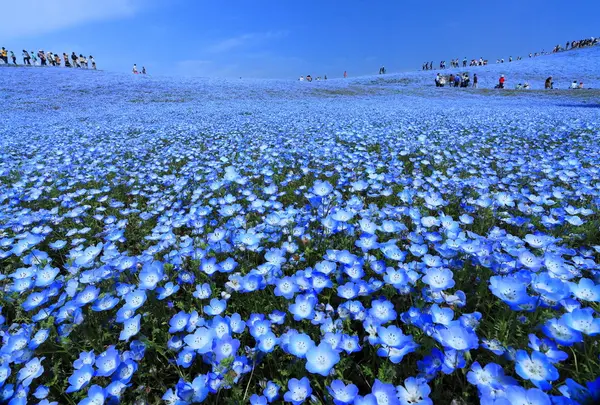 国営ひたち海浜公園