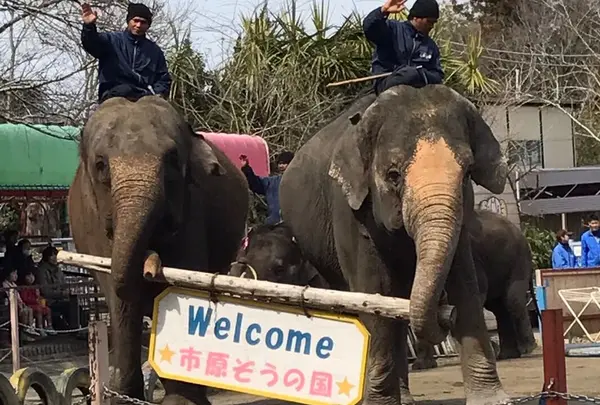 市原ぞうの国