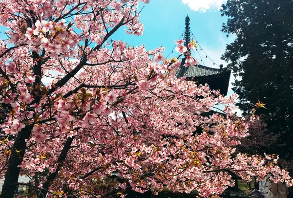 嵯峨釈迦堂（清凉寺）