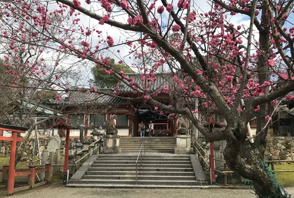 氷室神社の写真・動画_image_224968
