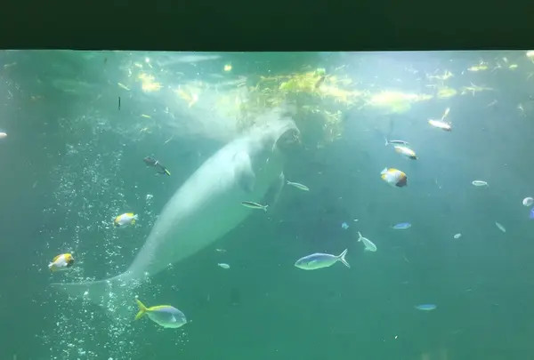 鳥羽水族館の写真・動画_image_225277