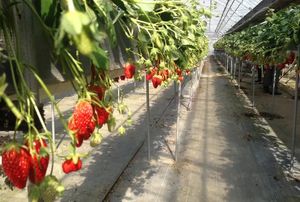 小泉農園ストロベリーショップ
