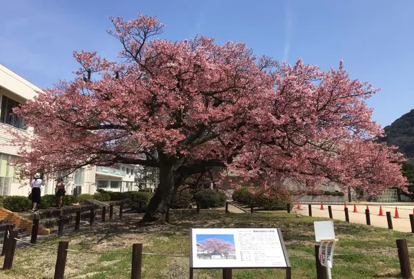 向島小学校