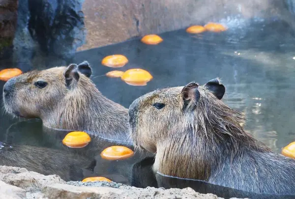 伊豆シャボテン公園