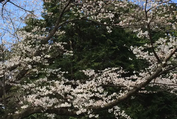 代々木公園