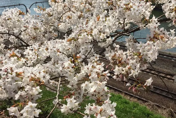 外濠公園