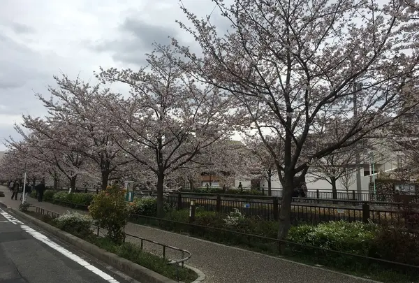 山崎川