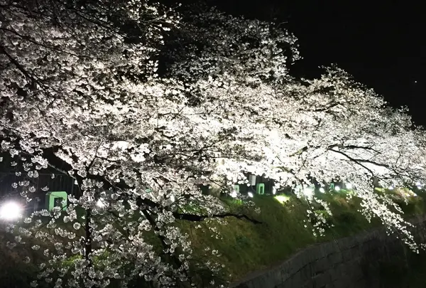 山崎川の写真・動画_image_227529