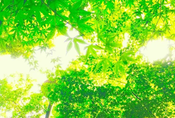 上用賀公園の写真・動画_image_227603