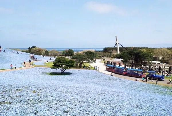 国営ひたち海浜公園の写真・動画_image_227616