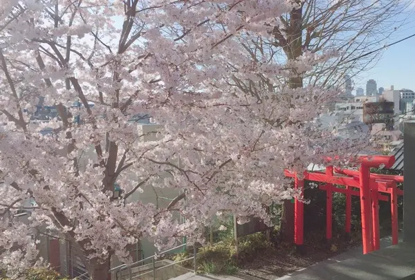 赤城神社の写真・動画_image_227680