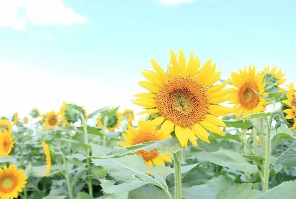 那珂総合公園の写真・動画_image_227756