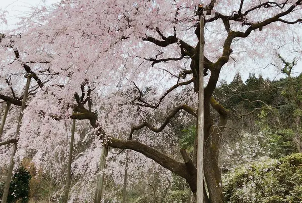 田ノ頭のしだれ桜