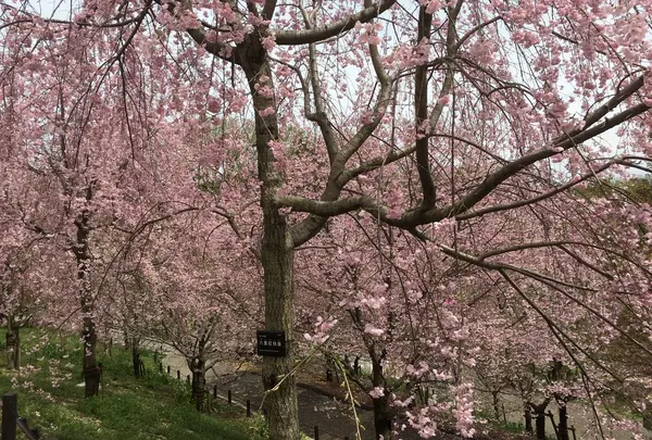 東山動植物園 桜の回廊