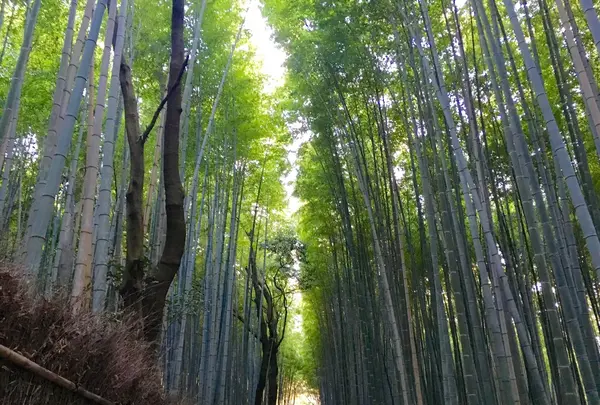 嵯峨野 竹林の道の写真・動画_image_228106