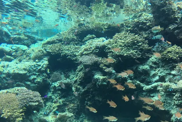 沖縄美ら海水族館